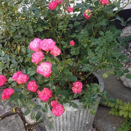 Rane Ladegaard Ebeltoft